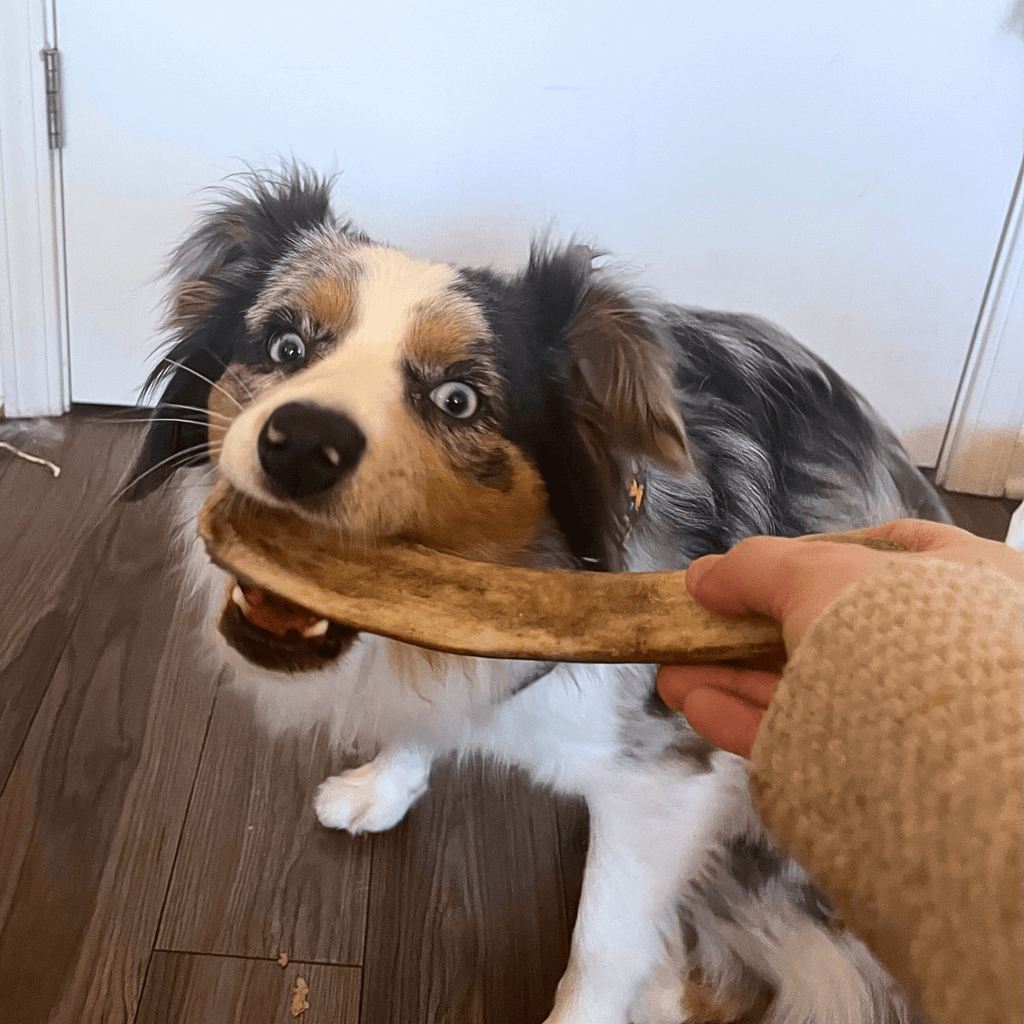 Reindeer Antler Dog Chews | Organic Chews for Dogs