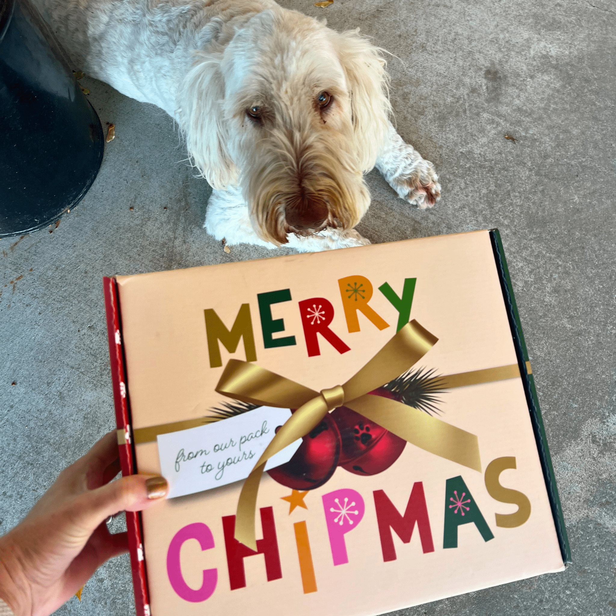 Santa Paws' Best Chipmas Dog Treat Box